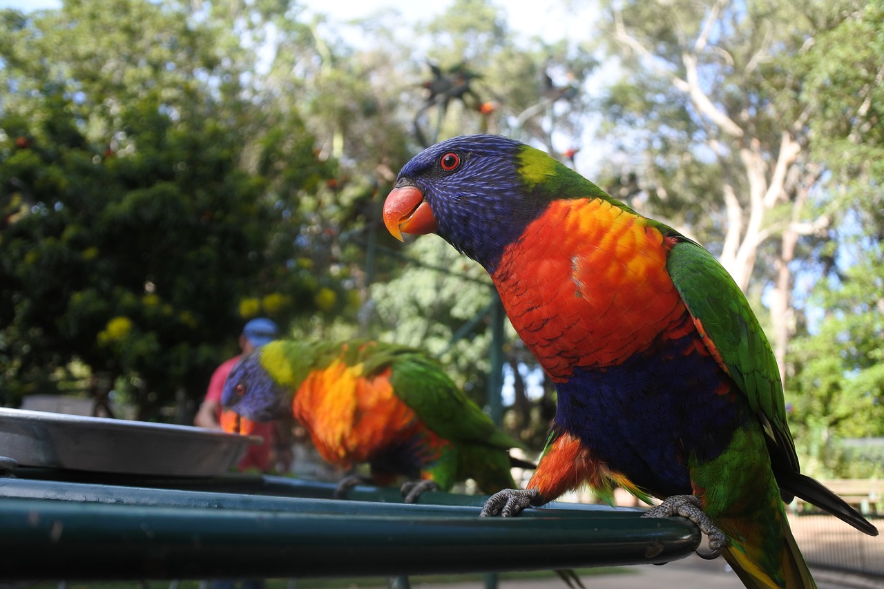 lorikeet animal bird free photo