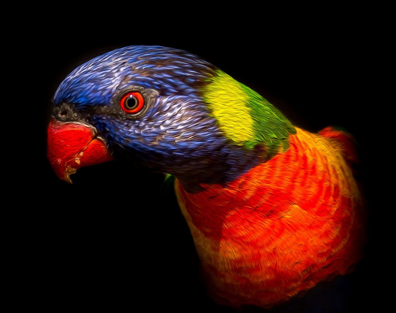 lorikeet bird colourful free photo