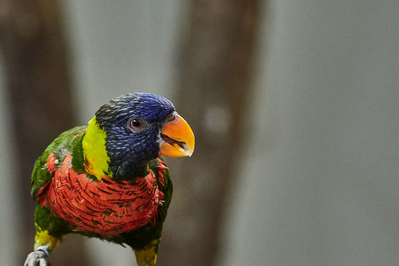 lorikeet  parrot  new guinea free photo