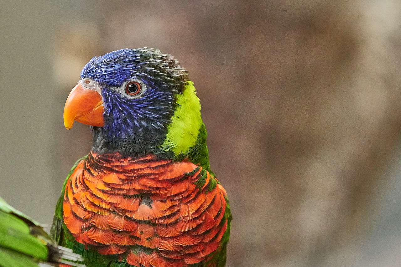 lorikeet  parrot  new guinea free photo