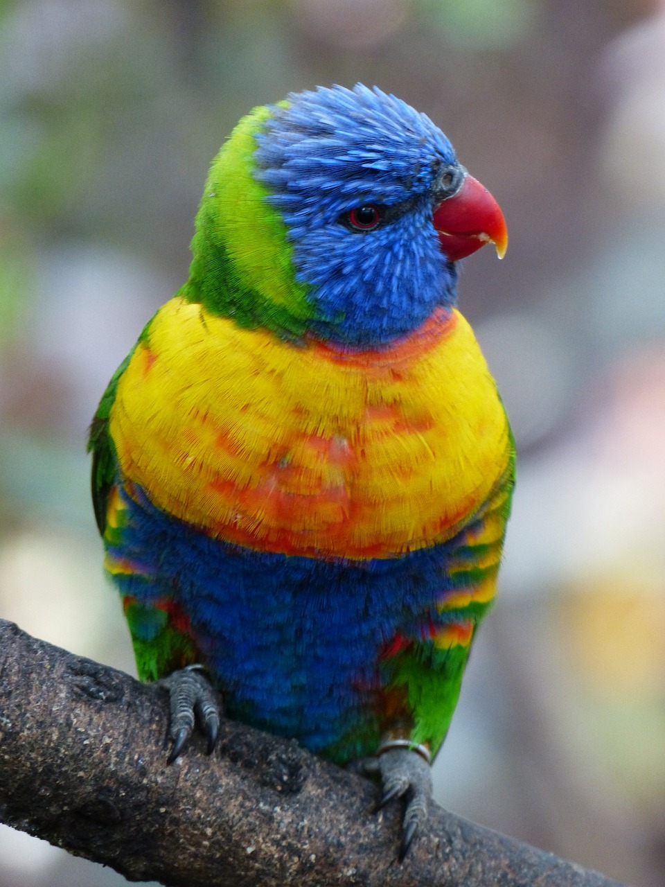 lorikeet lori parrot free photo