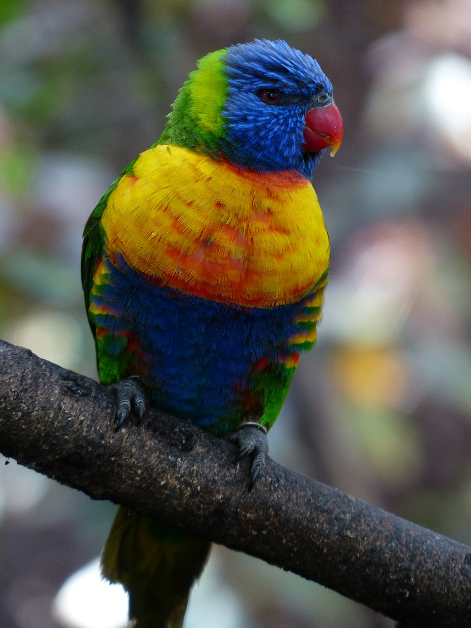 lorikeet lori parrot free photo