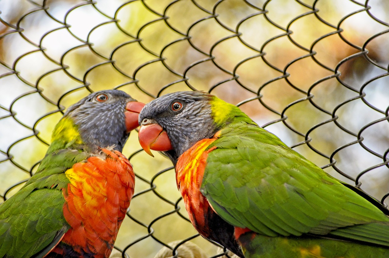 lorikeet  birds  colorful free photo