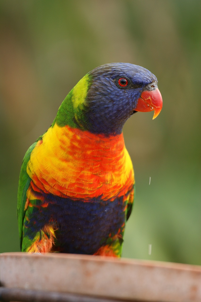 lorikeet rainbow lorikeet australian free photo