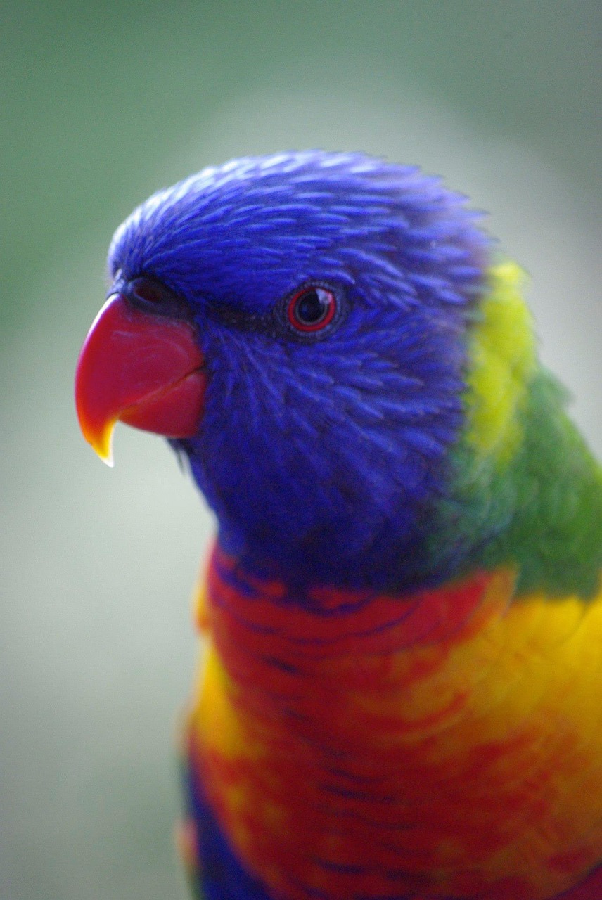 lorikeets parrot bird free photo