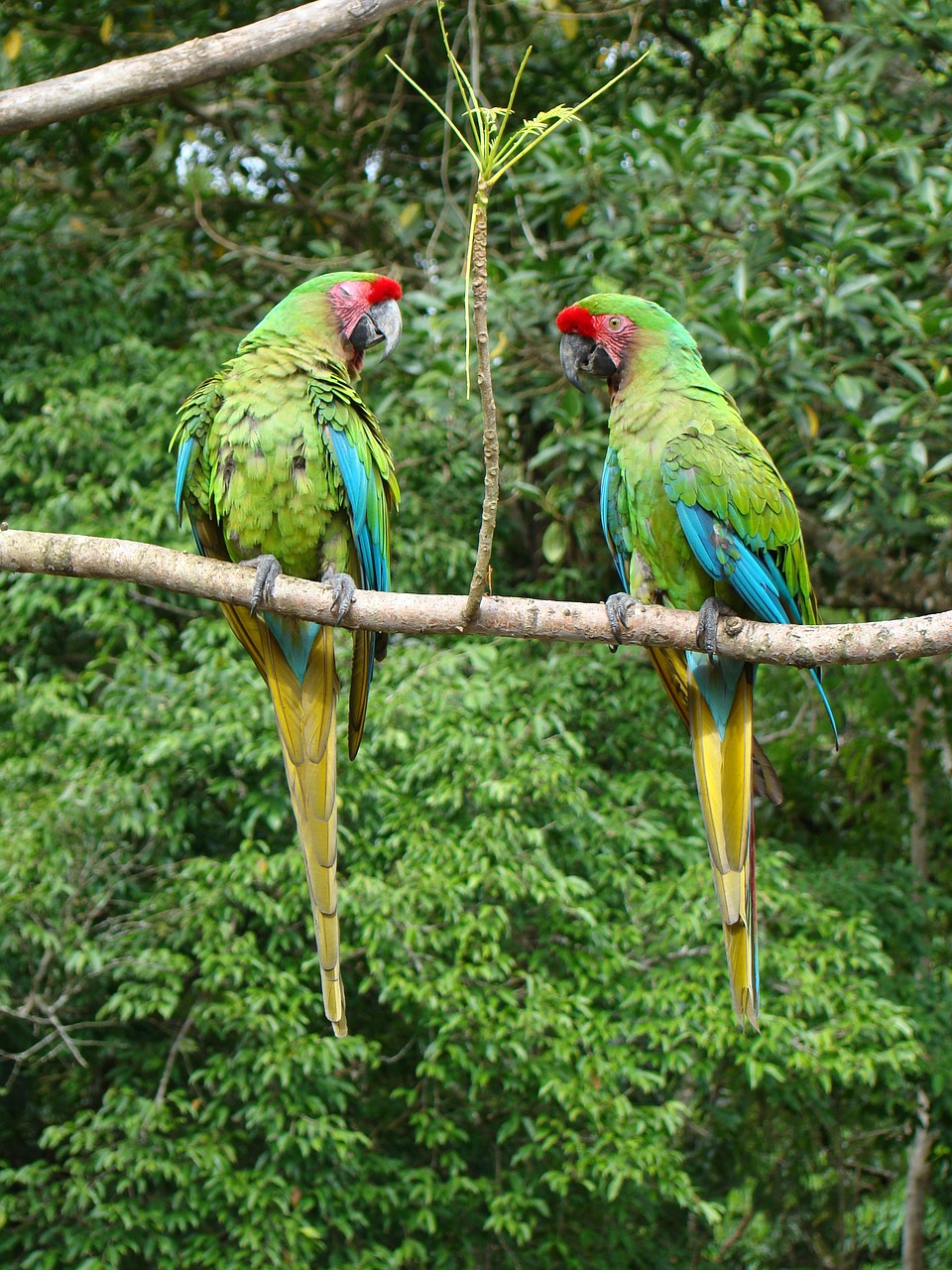 lorikeets tingo maria jungle free photo