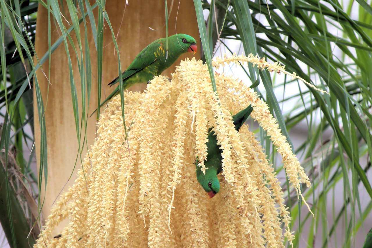 lorikeets  parakeets  birds free photo