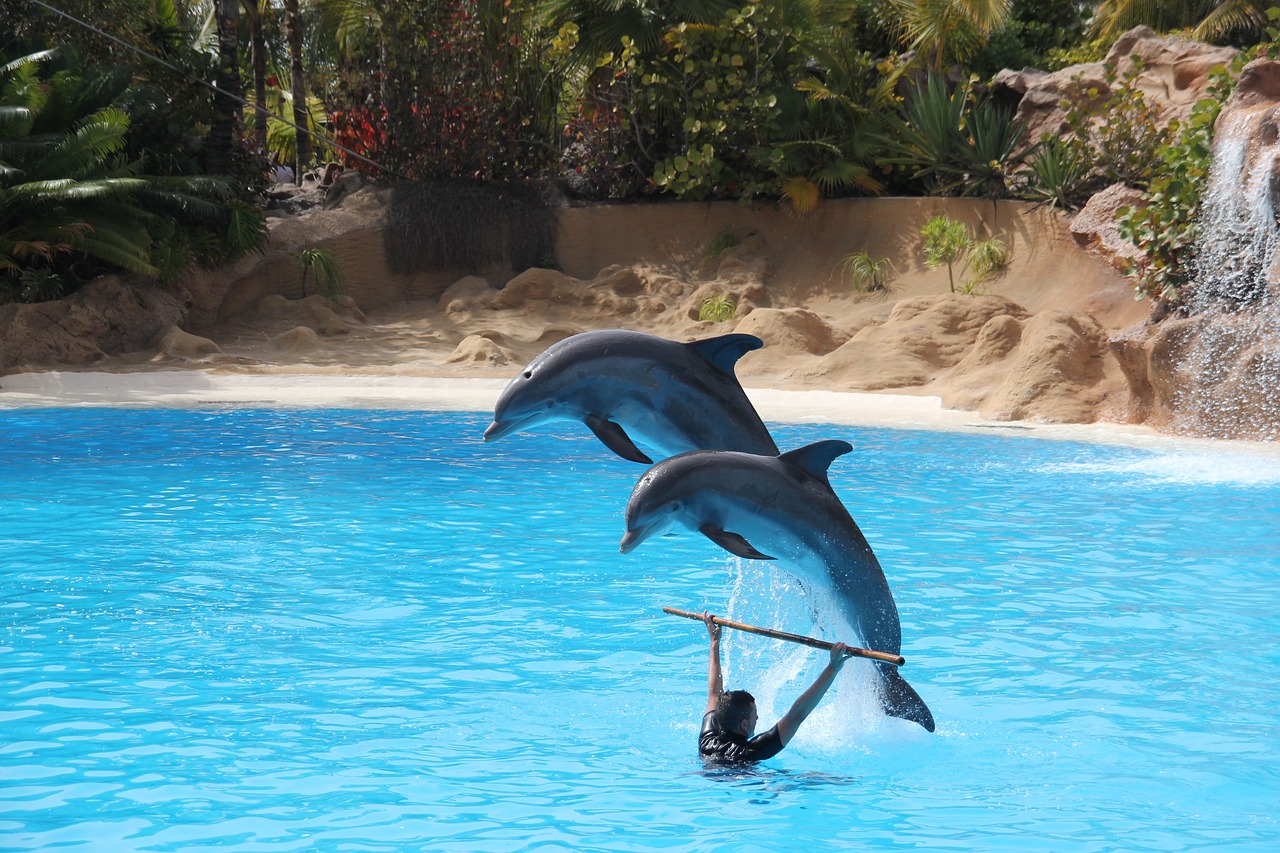 loro parque tenerife dolphin free photo