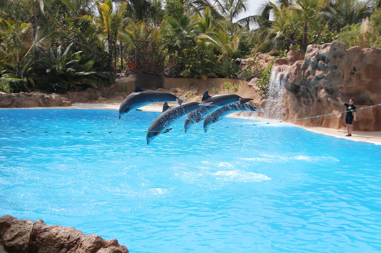 loro parque tenerife dolphin free photo