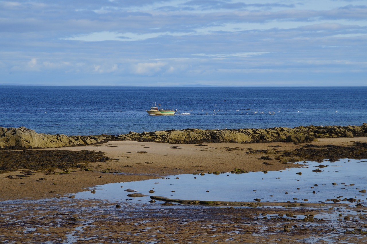 lossiemouth  scotland  gulls free photo