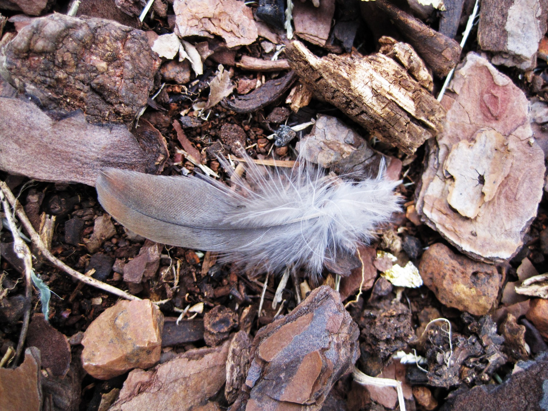 feather bird brown free photo