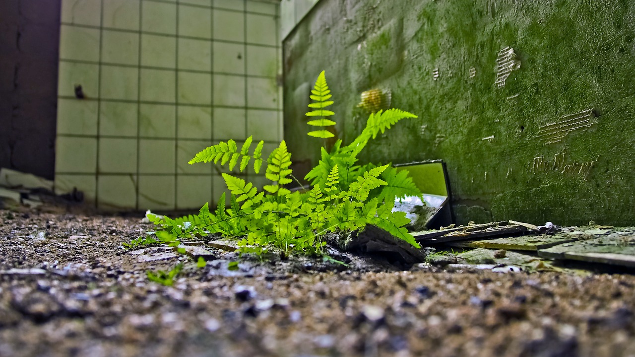 lost places fern fouling free photo