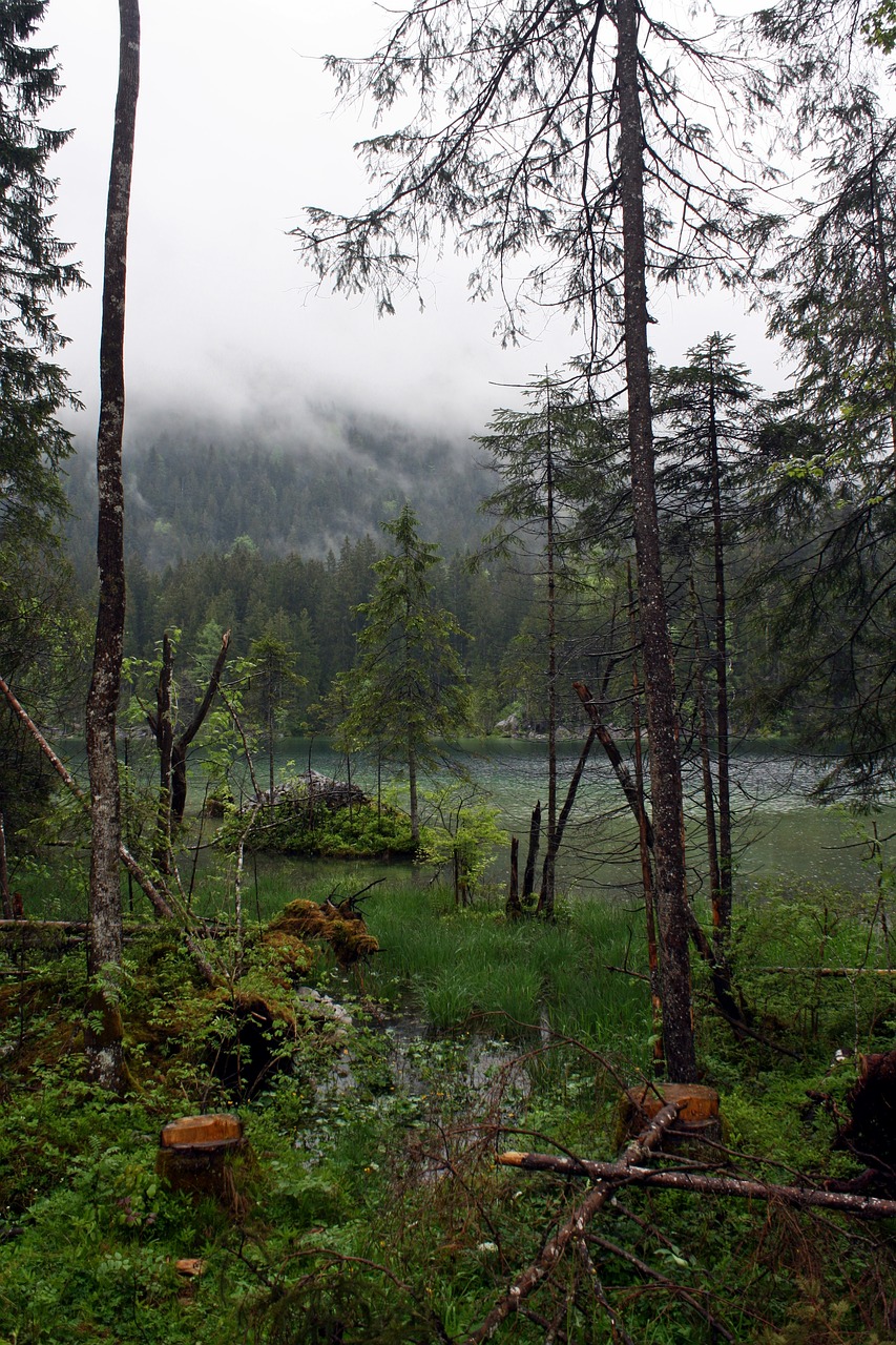 lost places fairy tale forest mystical free photo