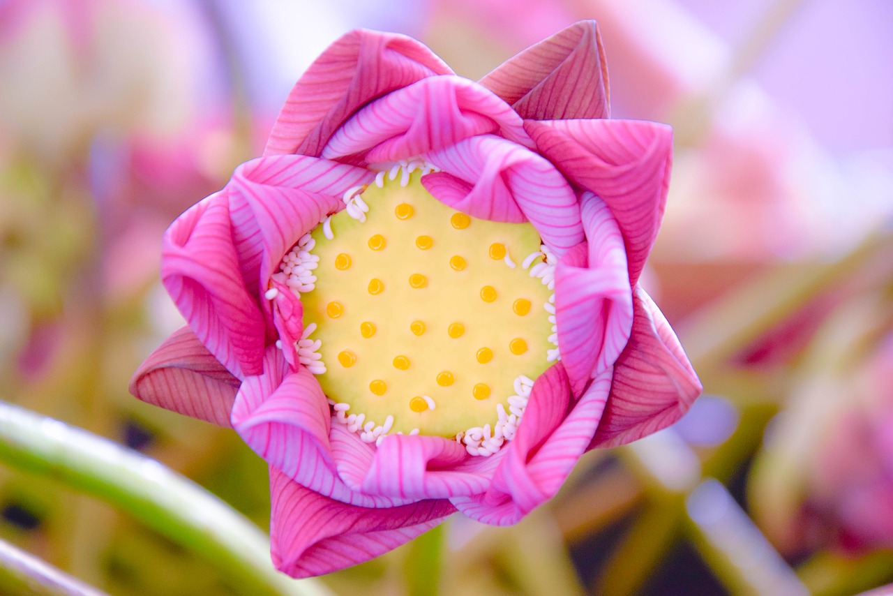 lotos lotus flowers free photo