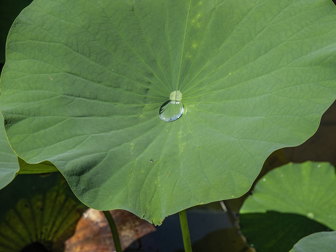 lotos  leaf  droplet free photo