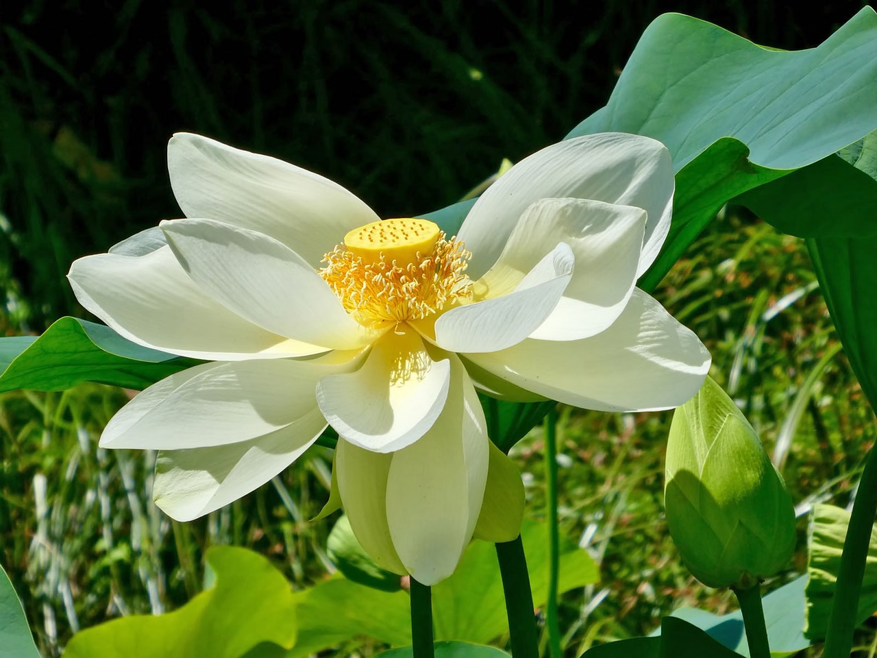 lotos  flower  lotus free photo