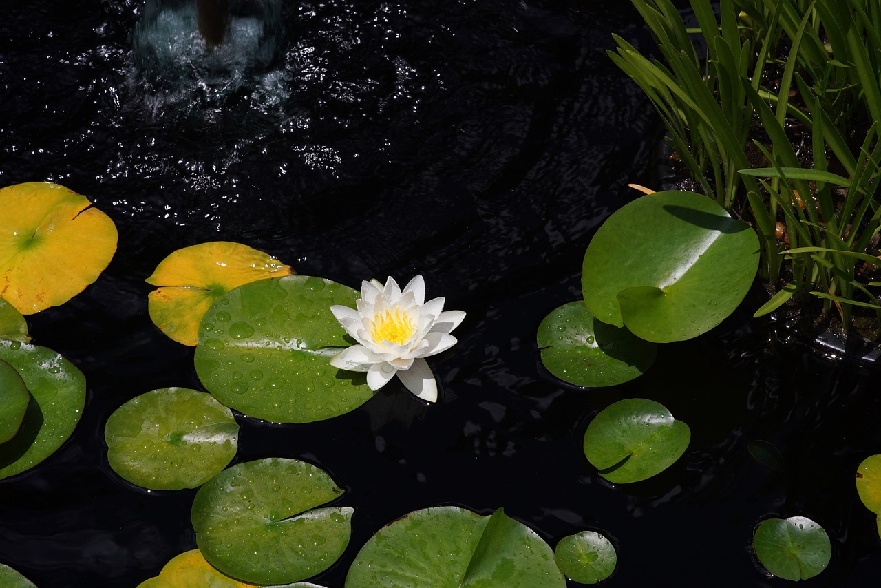 lotus lily pad pond free photo