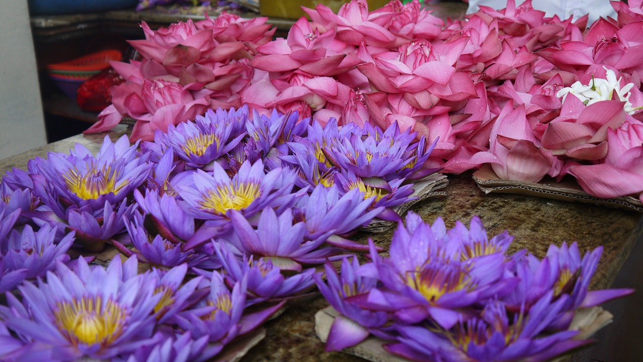 lotus flowers plant free photo