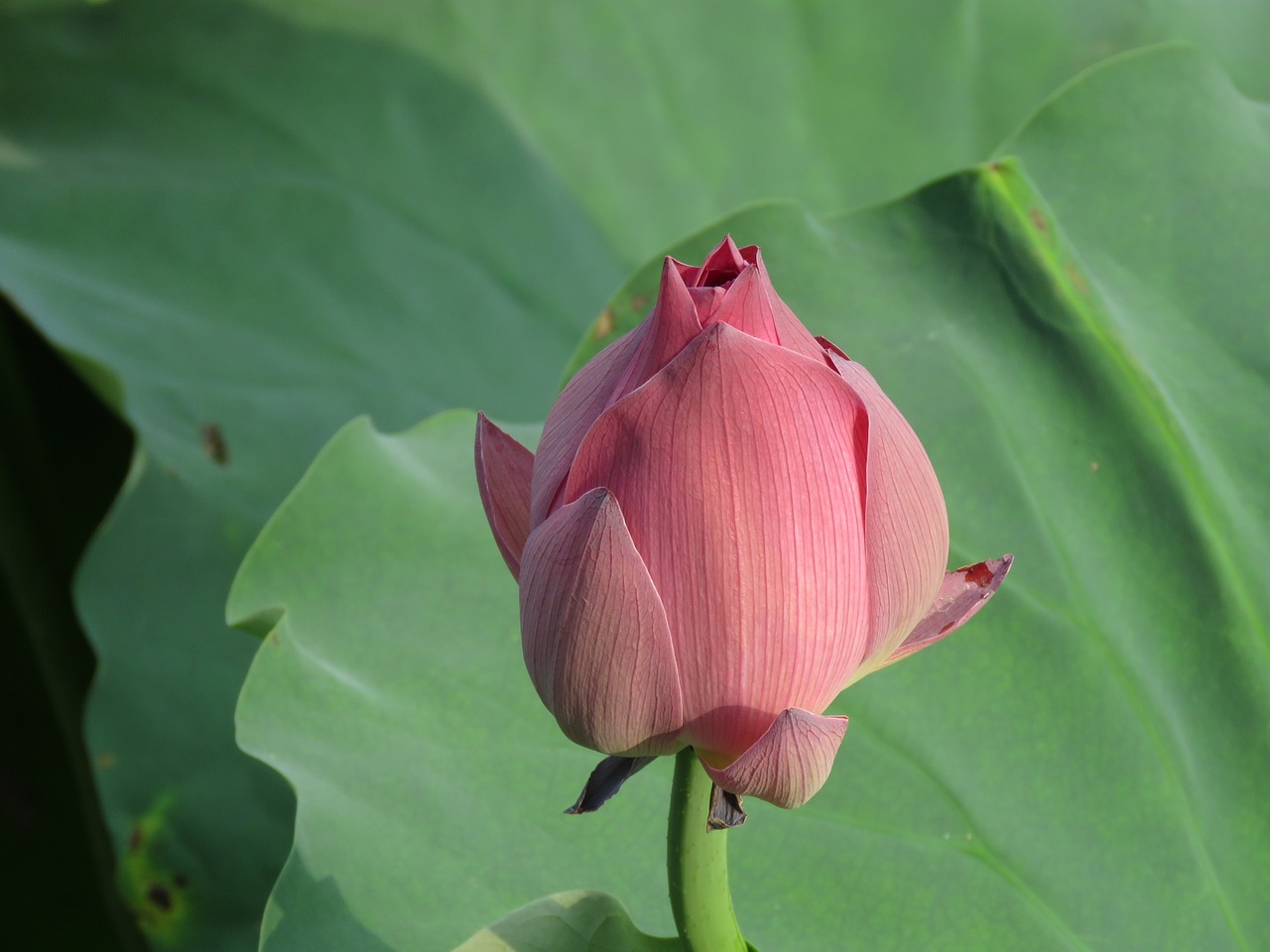 lotus flower plant free photo