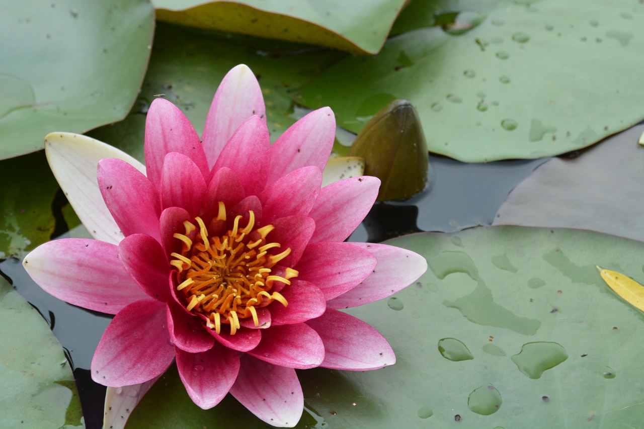 lotus red lotus leaf free photo