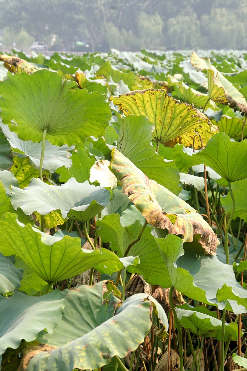 lotus water rose pond plant free photo