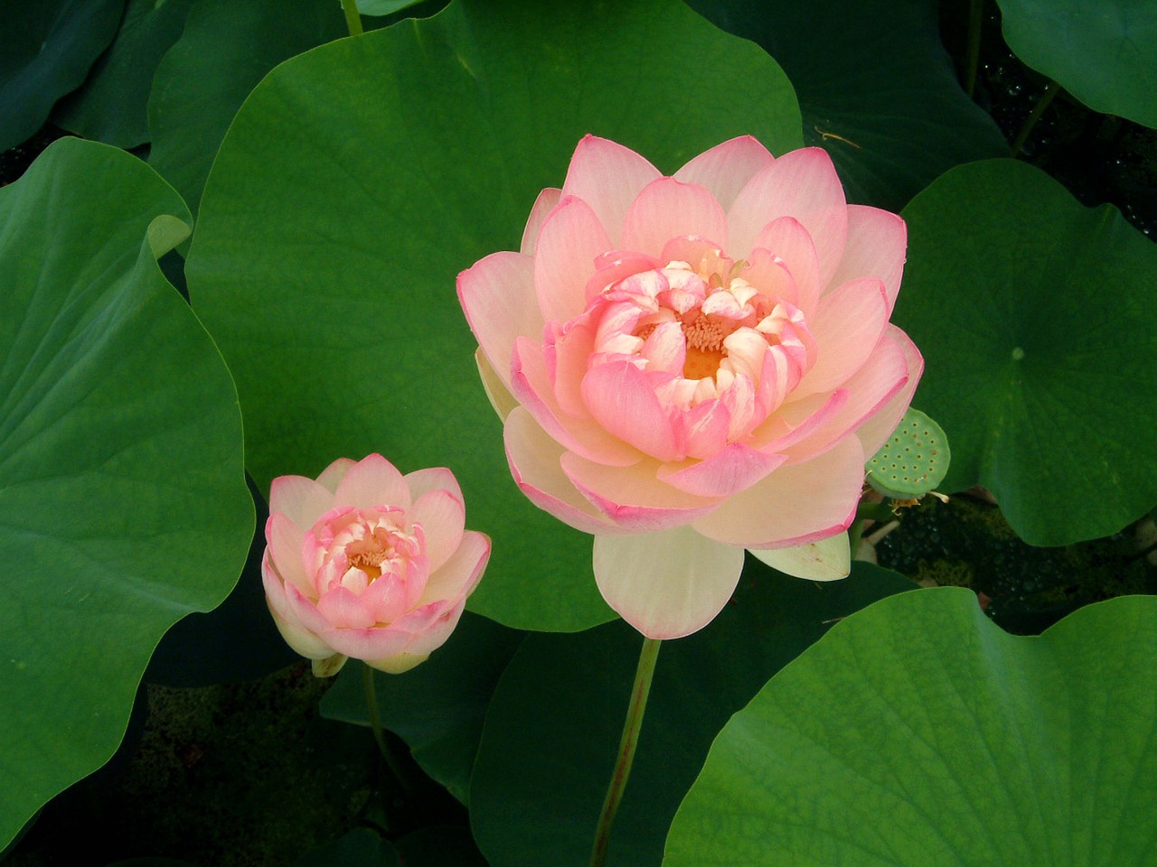 lotus flowers free pictures free photo