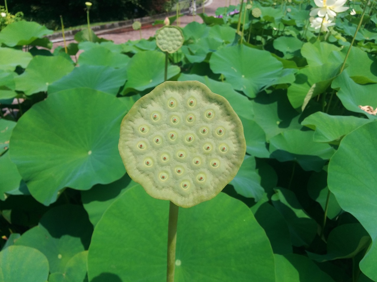 lotus flower seeds was free photo