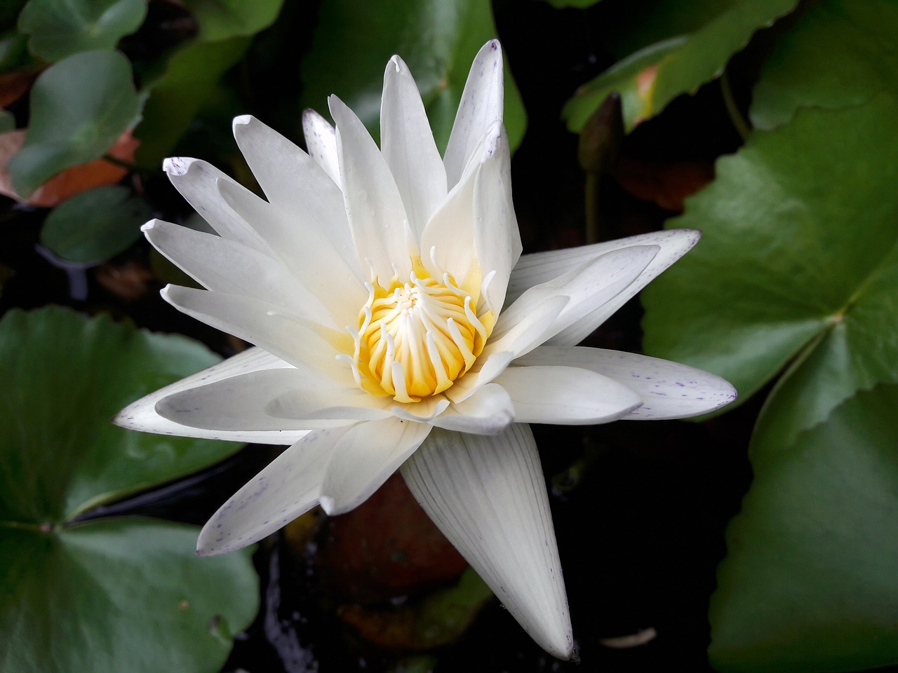 lotus lotus leaf nature free photo