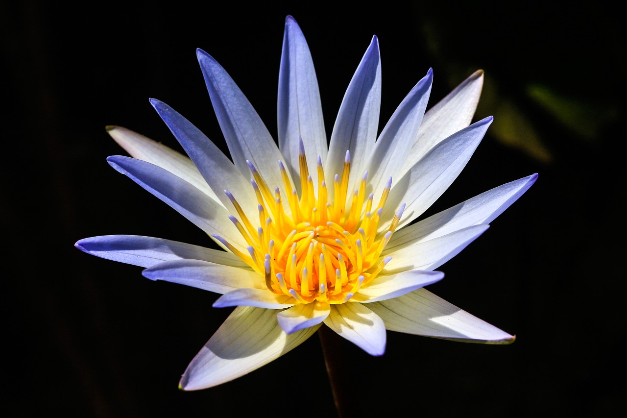 lotus flowers pond free photo