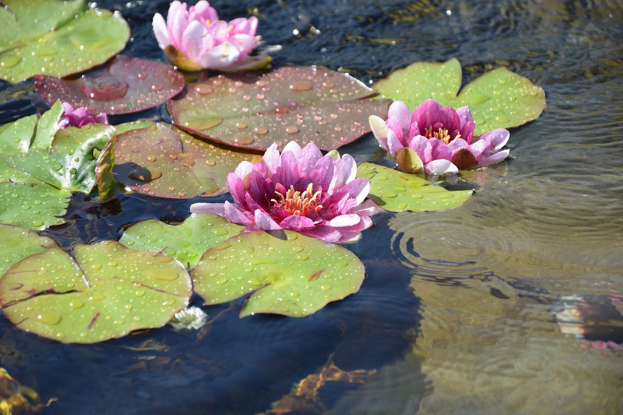 lotus flowers pond free photo
