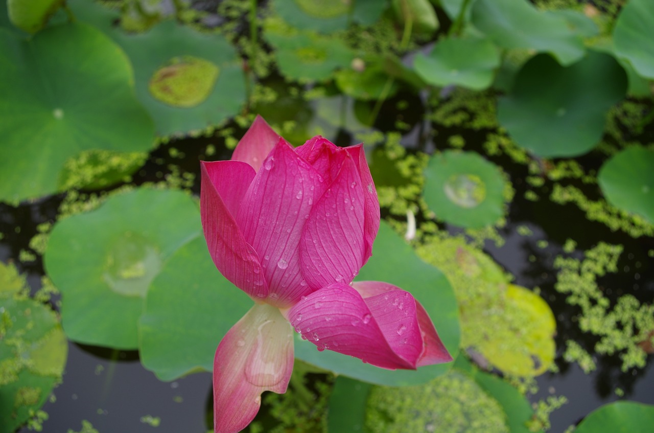 lotus jinan daming lake free photo