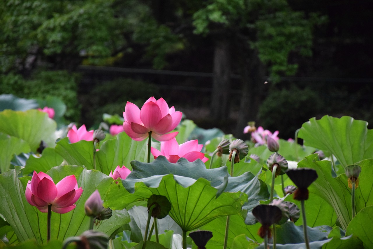 lotus natural flowers free photo