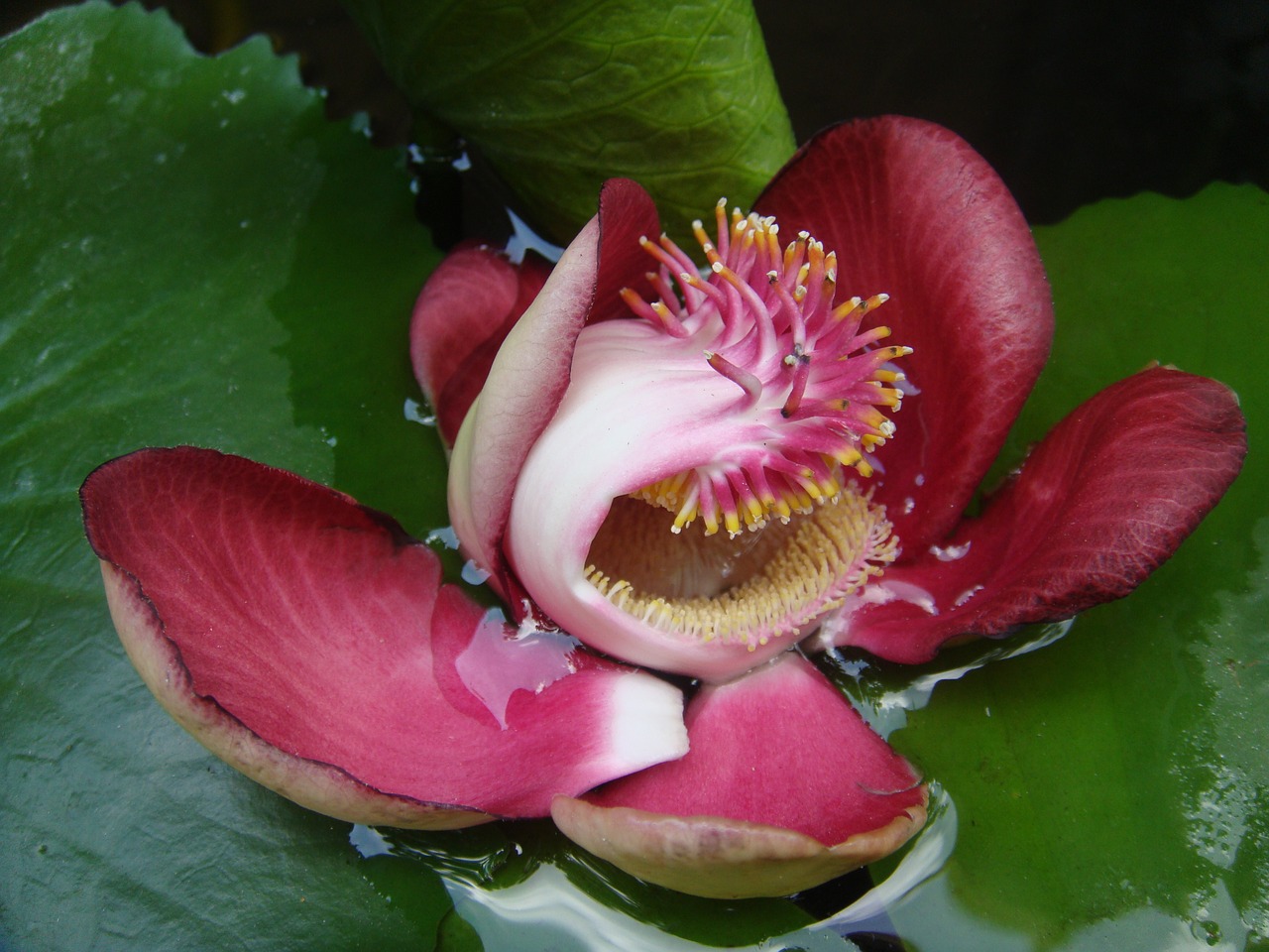 lotus flower floral free photo