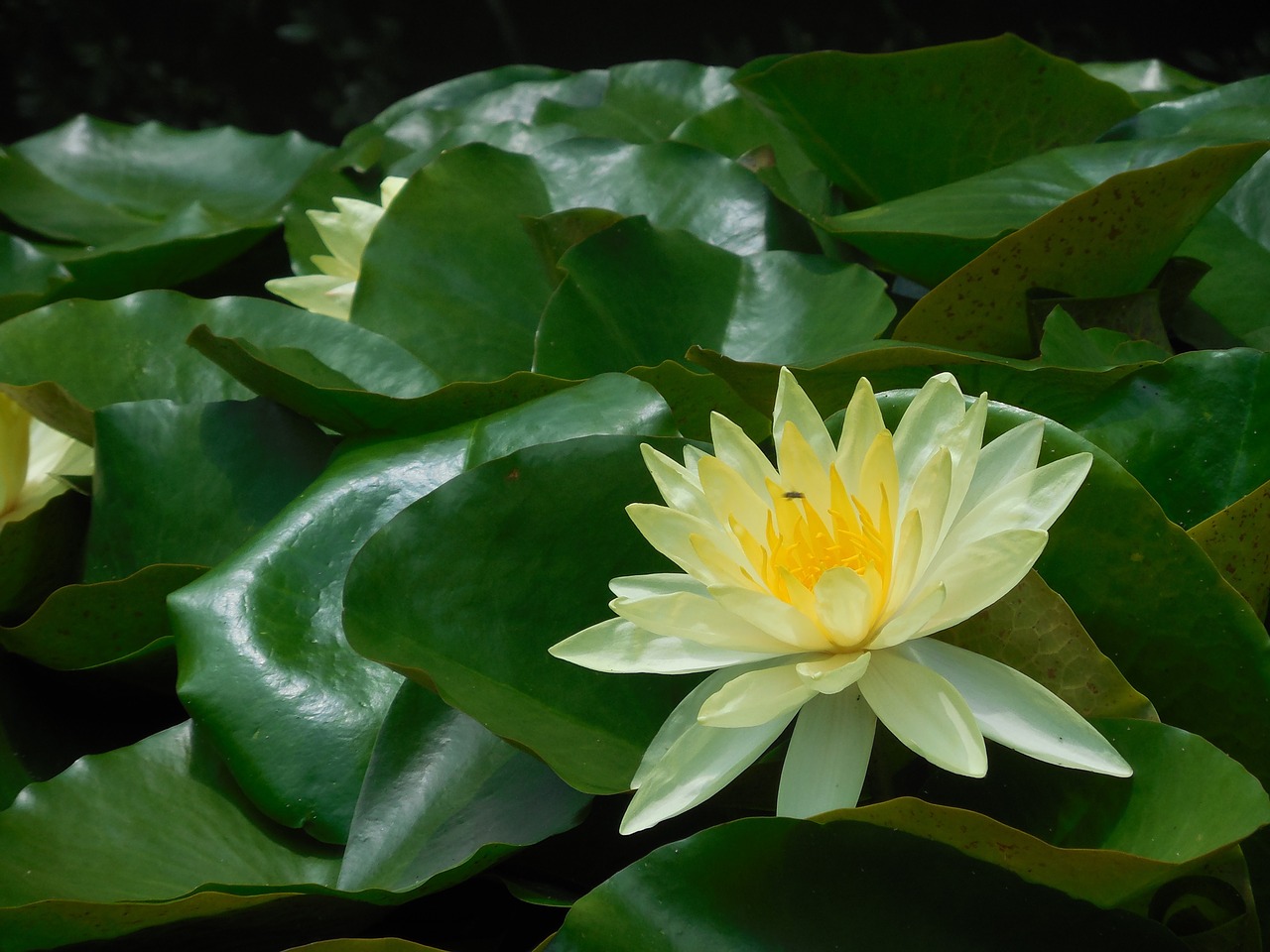 lotus flower yellow free photo