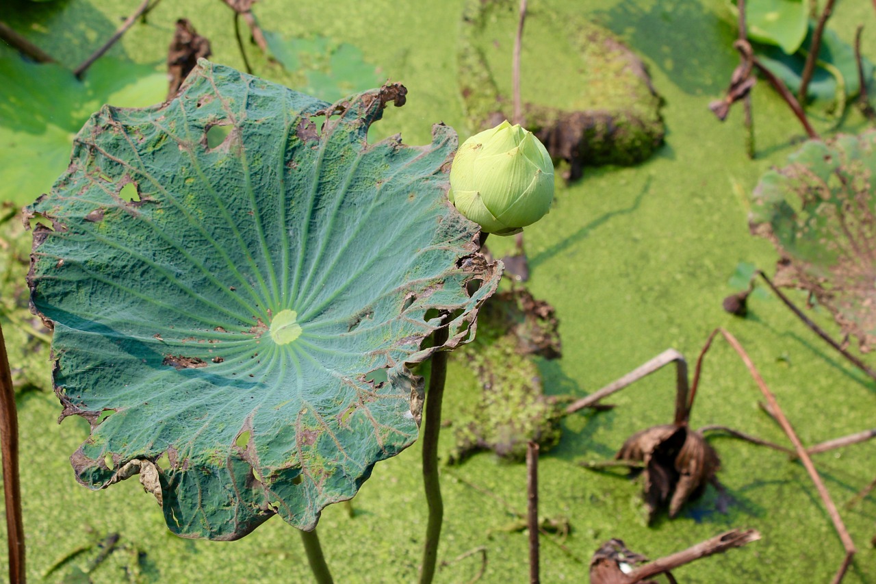 lotus leaves aquatic plant free photo