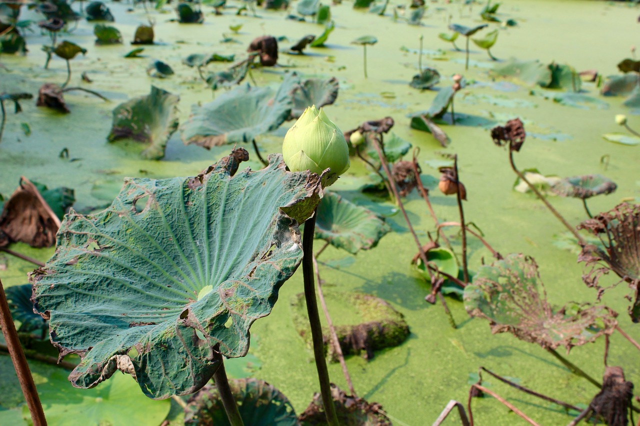 lotus leaves aquatic plant free photo