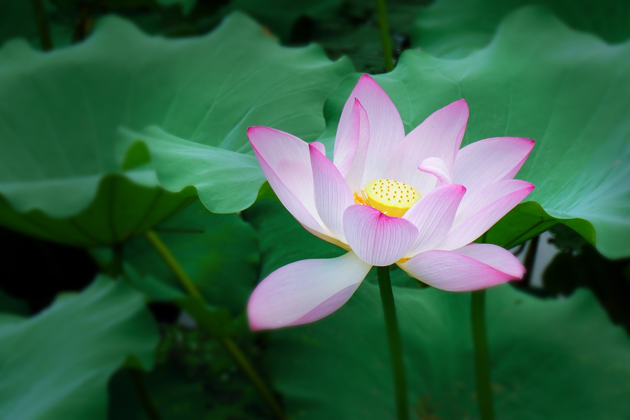 lotus summer plant free photo