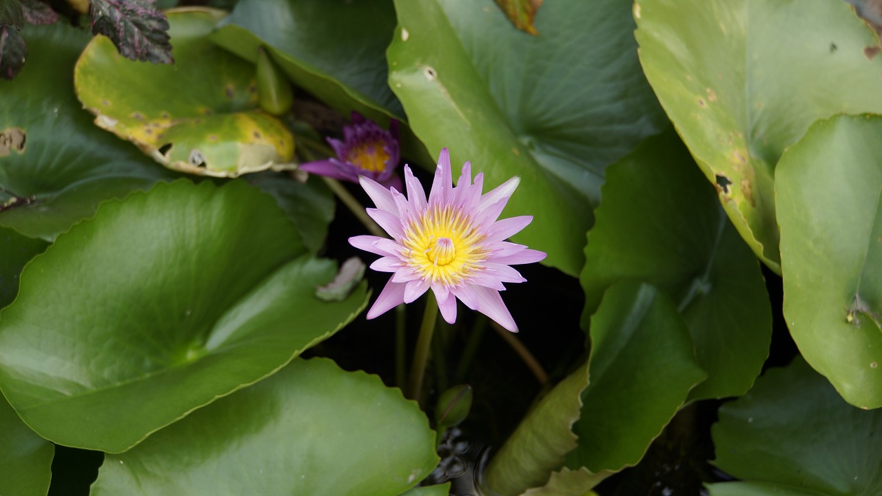 lotus purple lotus water free photo