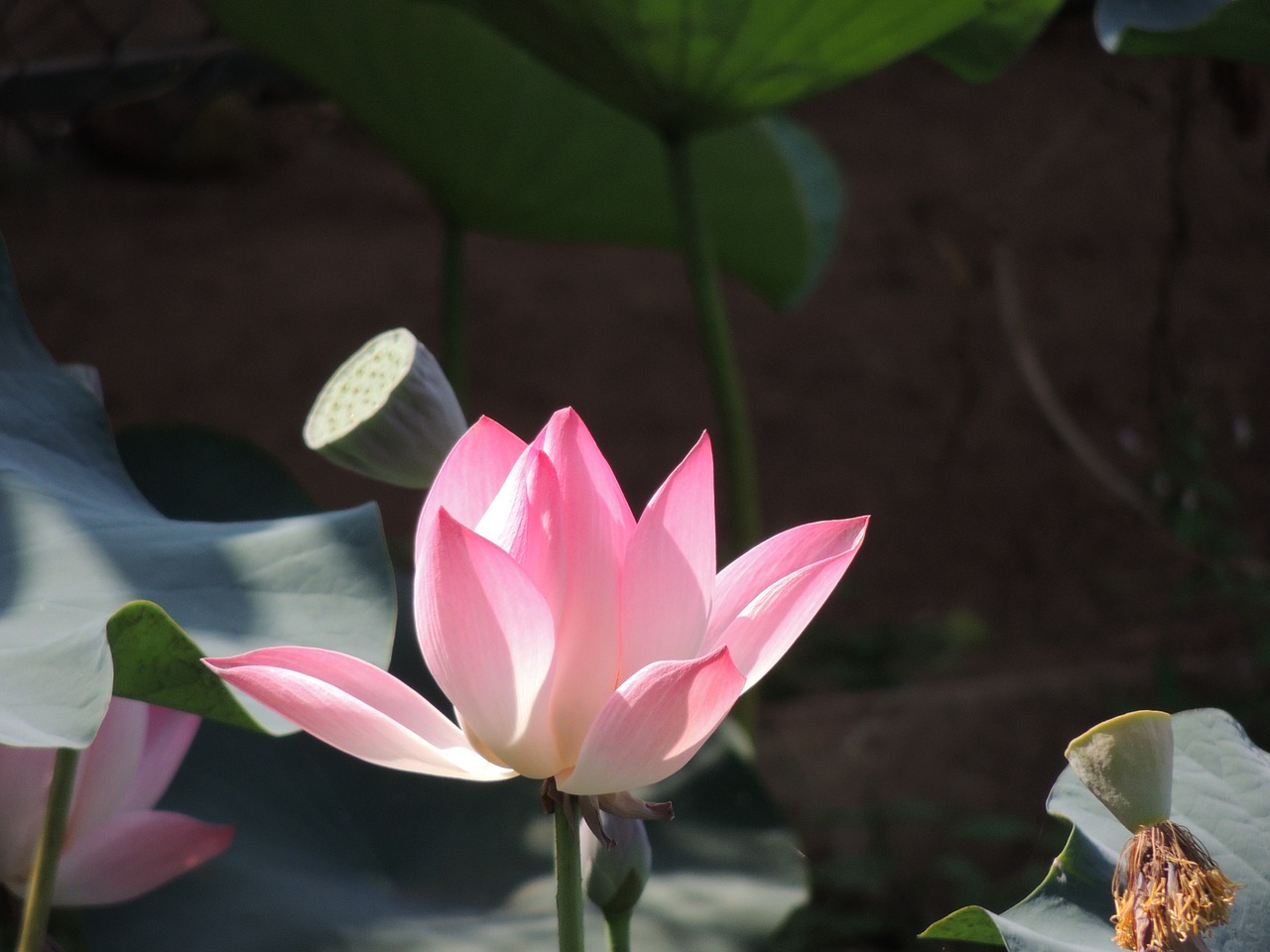 lotus flower lotus flower free photo