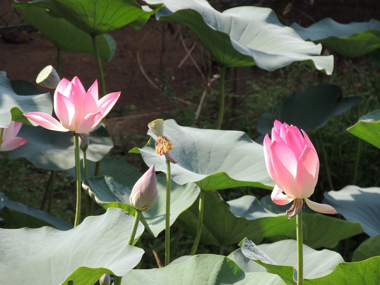 lotus flower lotus flower free photo