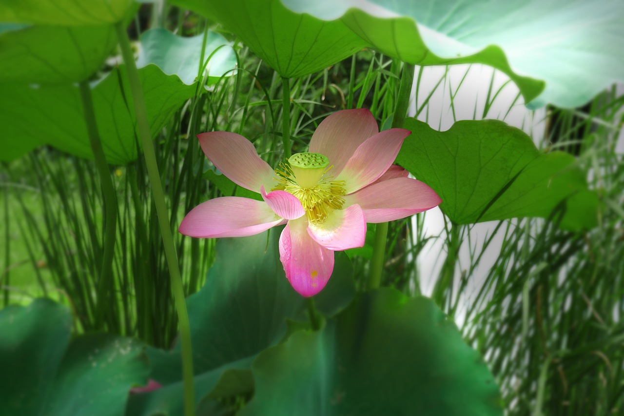lotus summer plant free photo