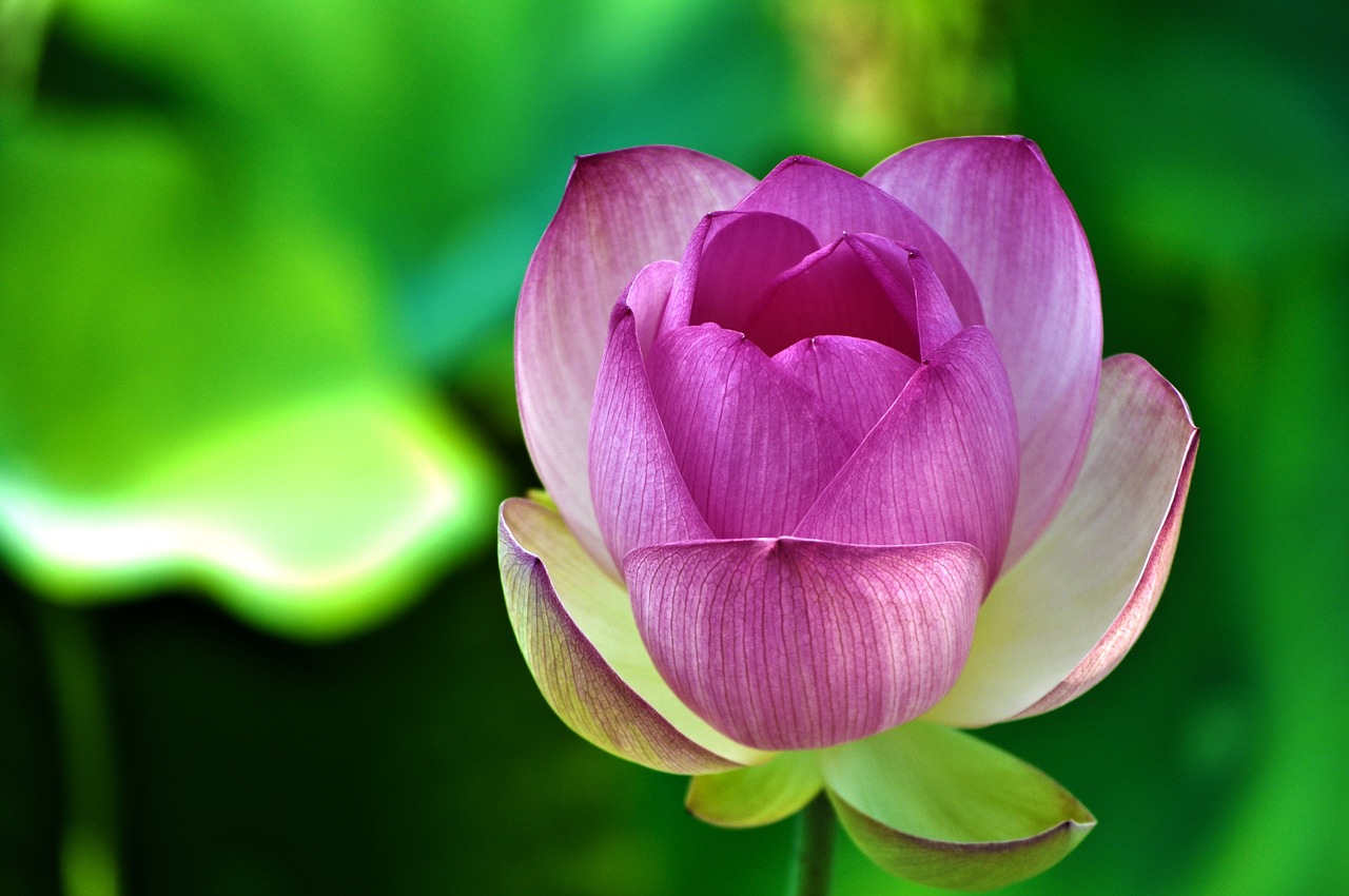 lotus lotus flower flower free photo