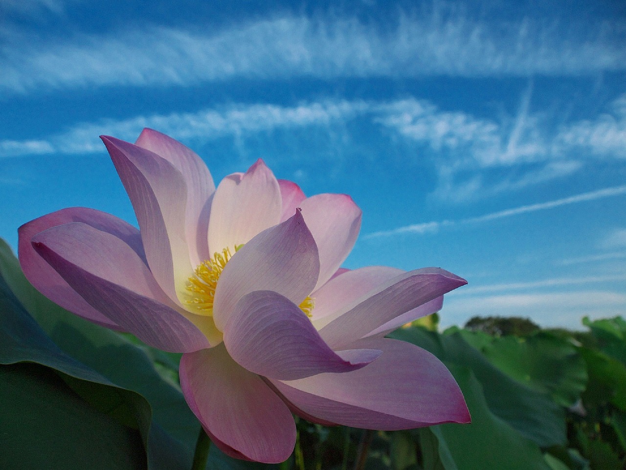 lotus flower bloom free photo