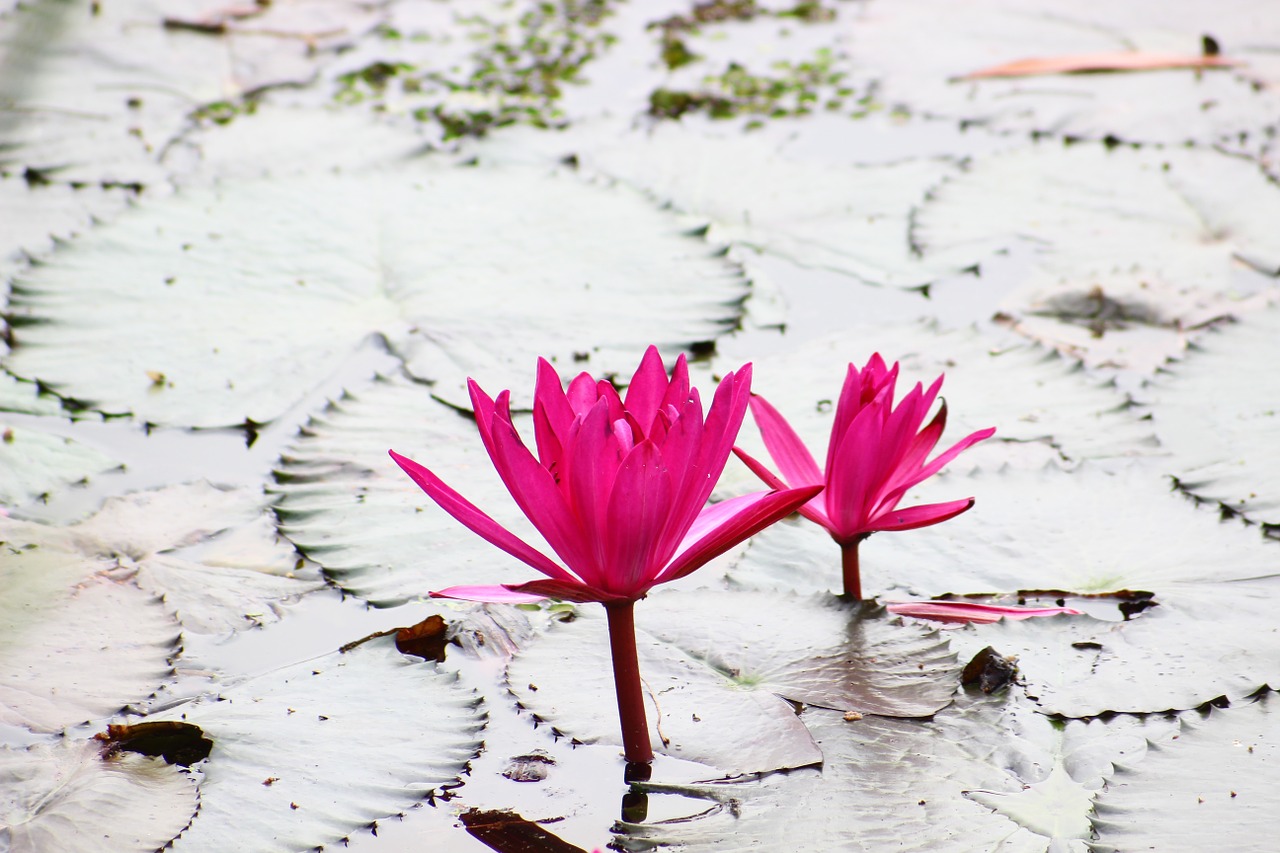 lotus pink lotus colors free photo