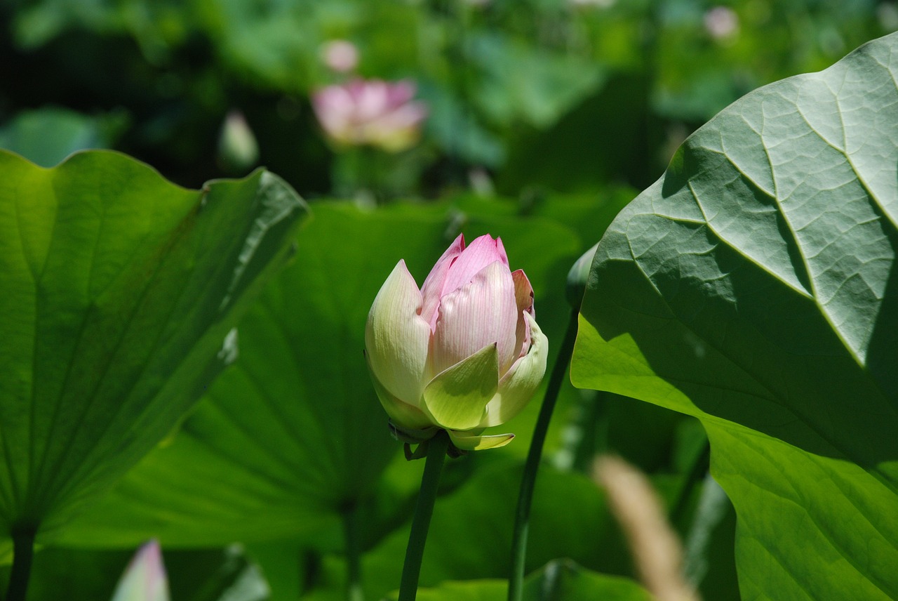 lotus lotus bud lotus flower free photo