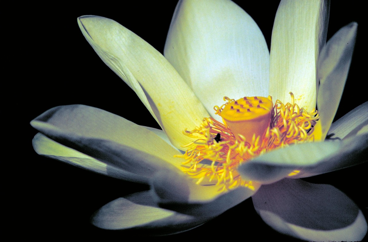 lotus white yellow free photo