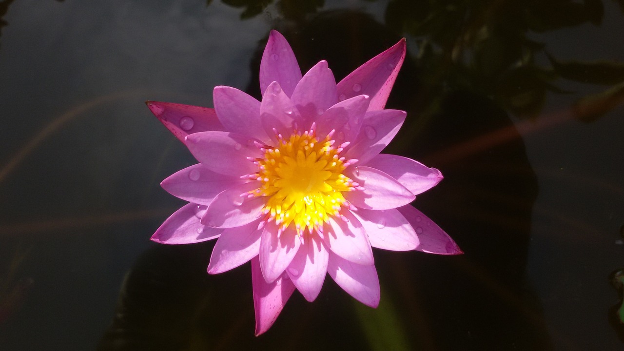 lotus purple flower free photo