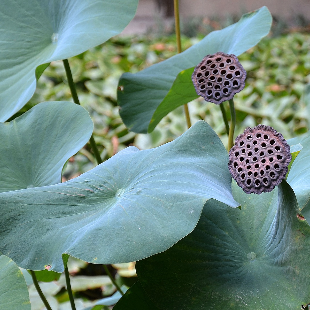 lotus flowers aquatic plant free photo