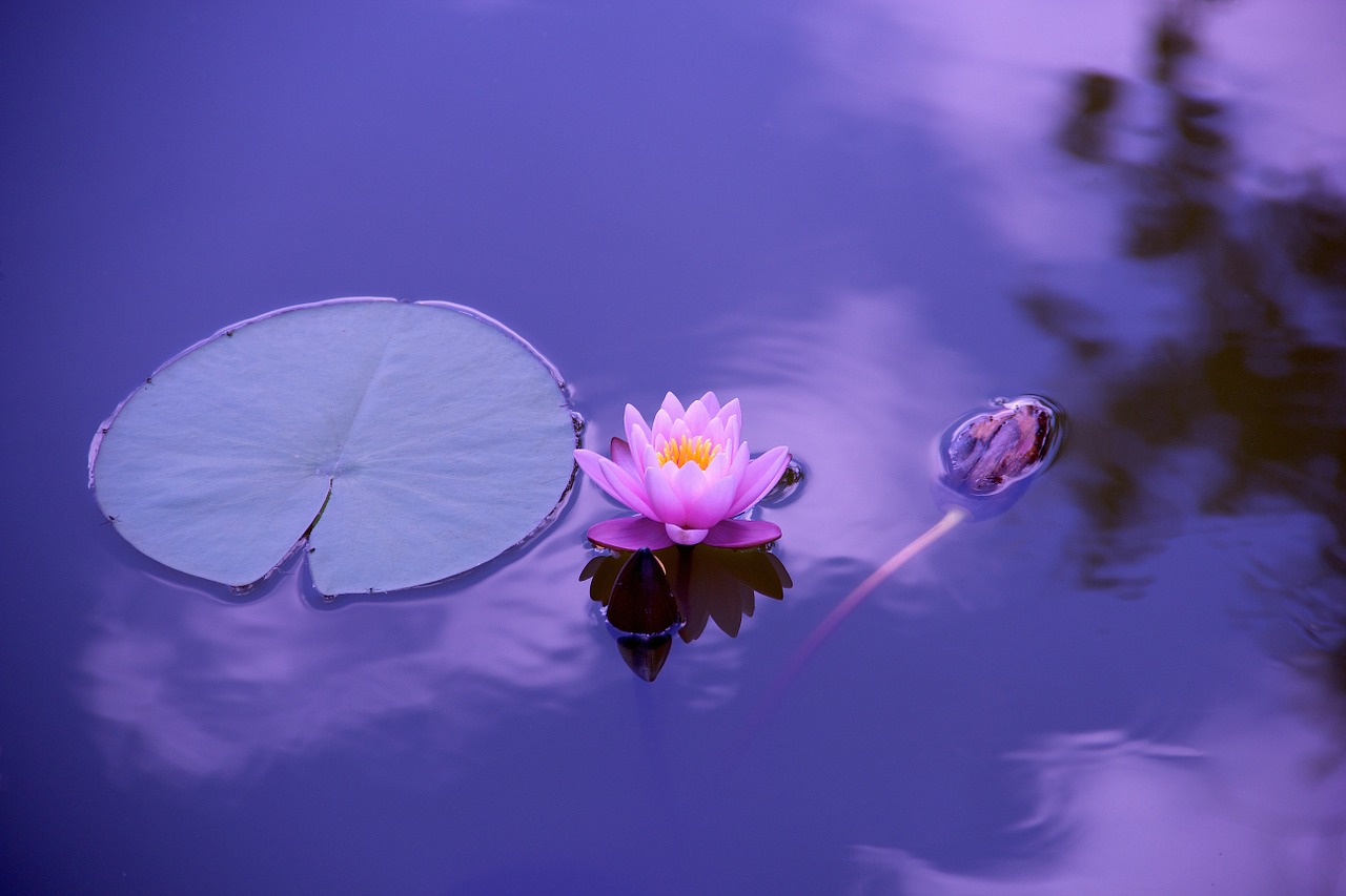 lotus natural water free photo