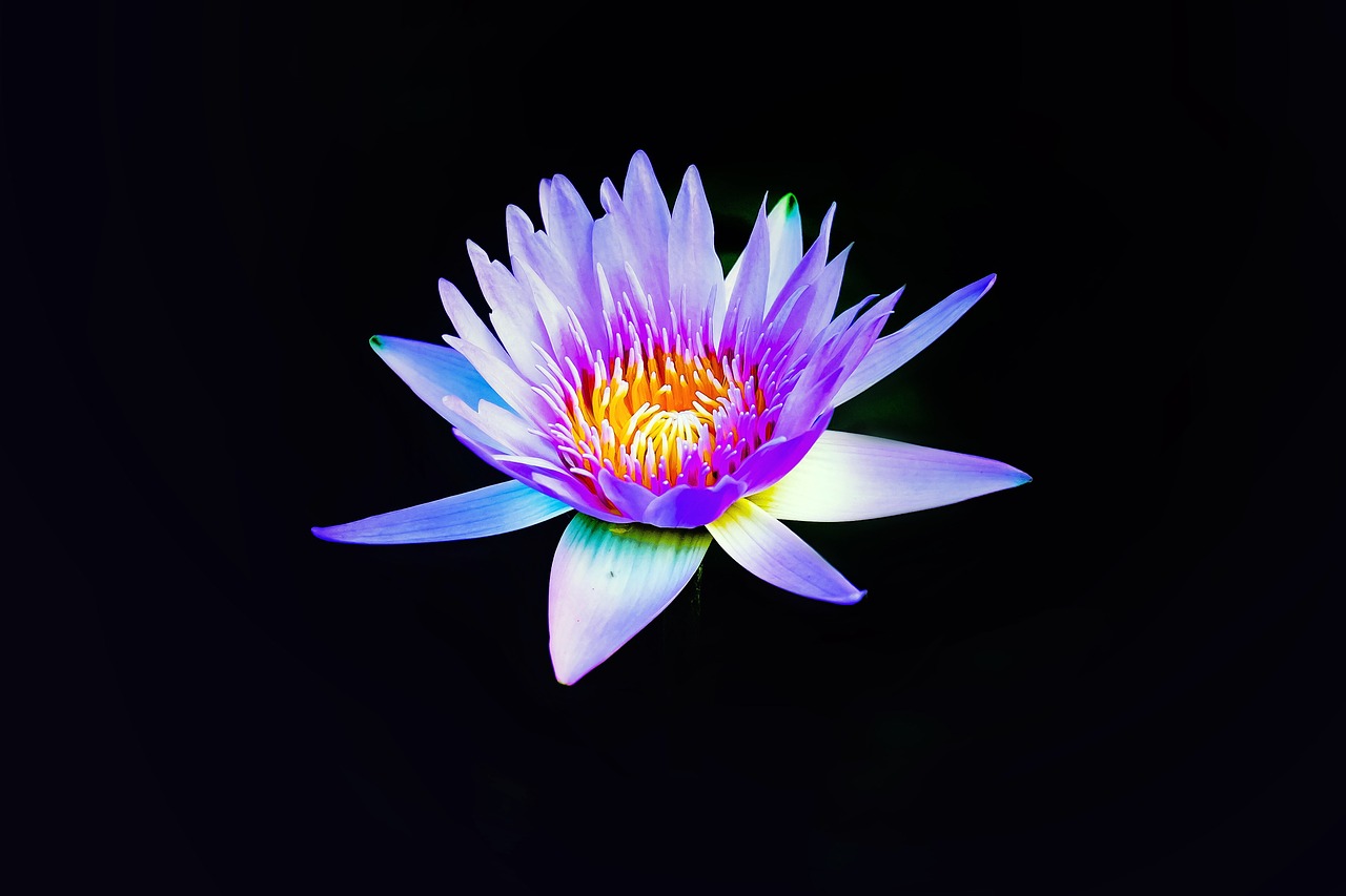 lotus lotus flower flower free photo
